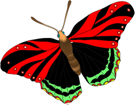black red butterfly image 