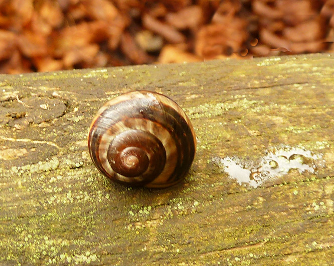 snail on wood after rain