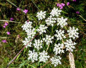 free flower clip art white flower
