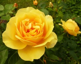 pictures of roses orange rose