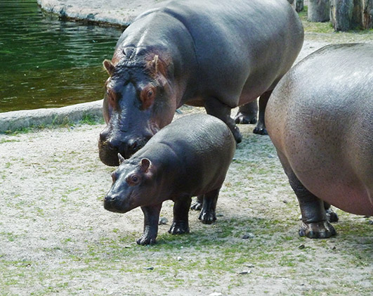baby-hippo-and-mother