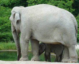 zoo elephant mother child