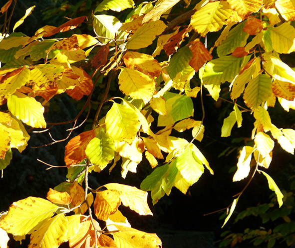 beech leaves in the autumn