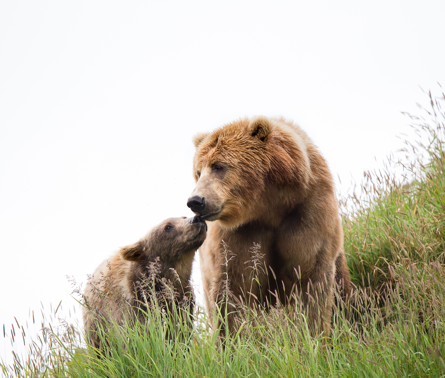 Kodiak bear and cub beautiful picture