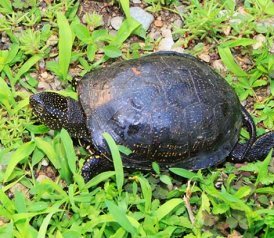 Turtle pictures black turtle