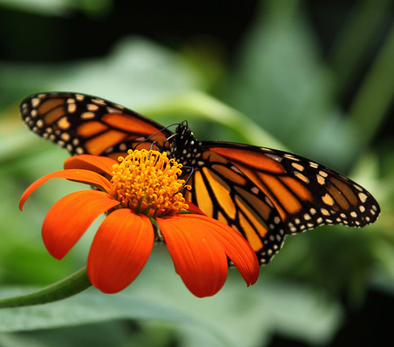 butterfly on red flower