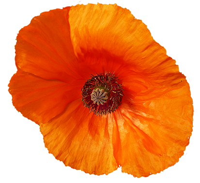 red poppy flower graphics