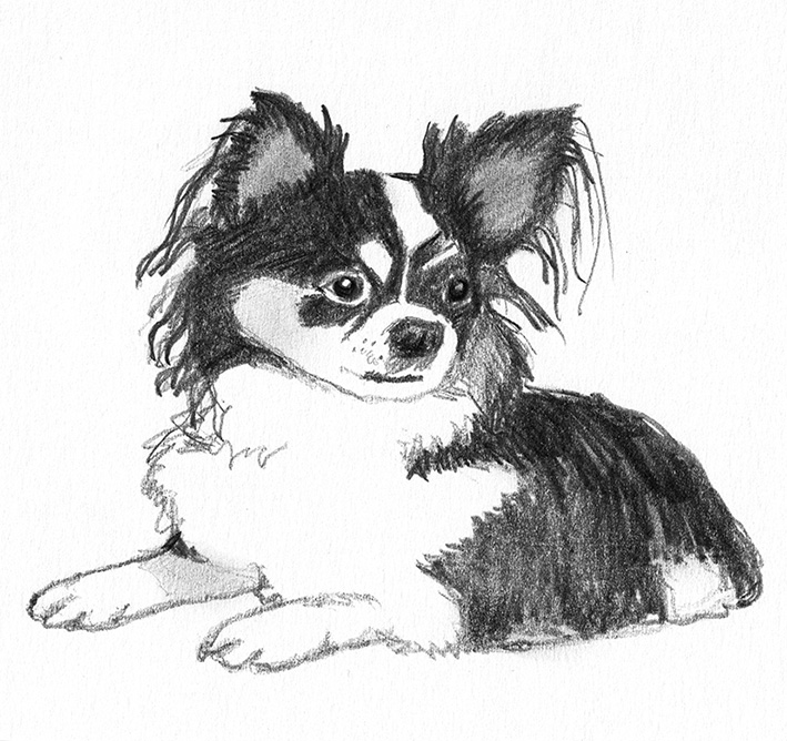 Chihuahua dog sketch