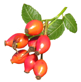 wild rose hips