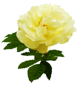 soft yellow rose graphic