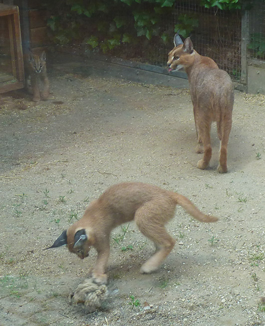 Three caracal cats