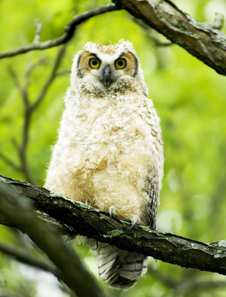 Baby owl of great horned owl