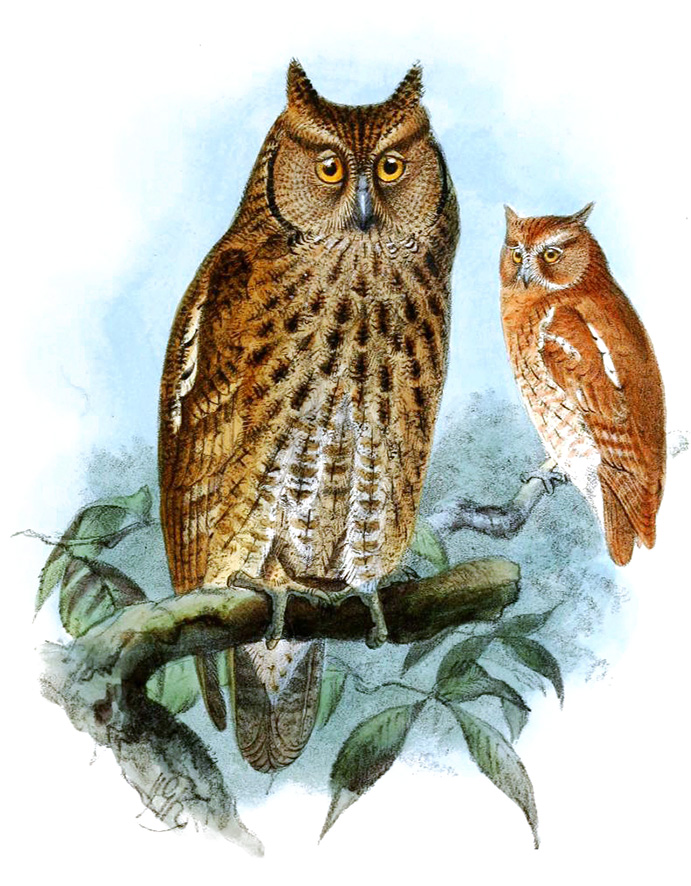 screech owl drawing