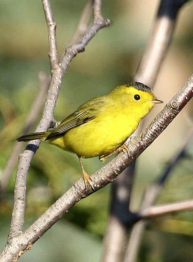 pictures of birds Wilson's Warbler