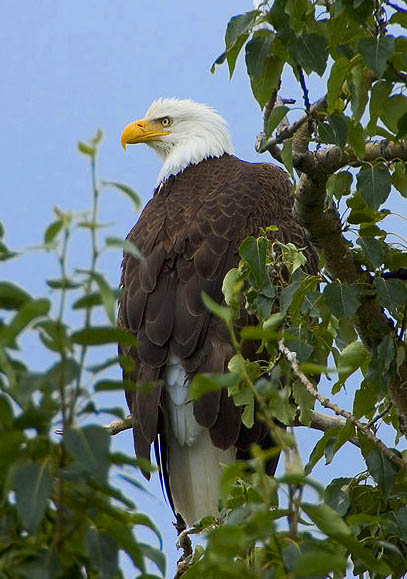 Haliaeetus-leucocephalus photo