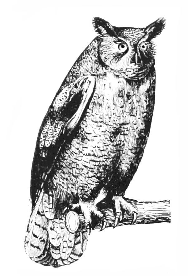 Sketch of great horned owl