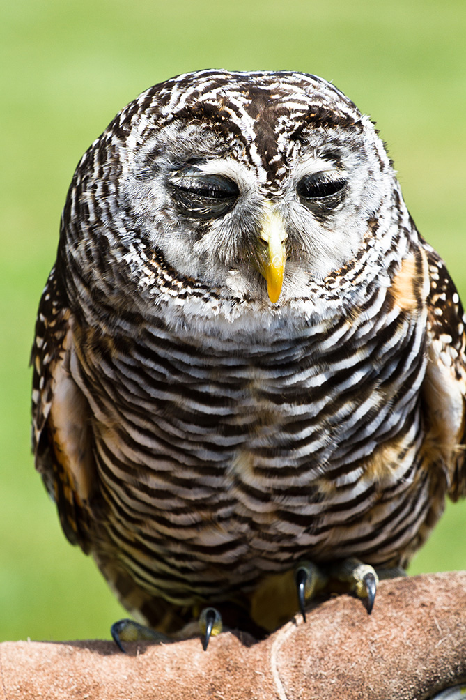 sleepy owl picture