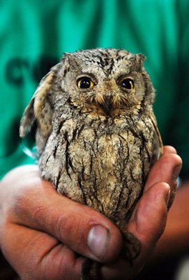picture of screech owl