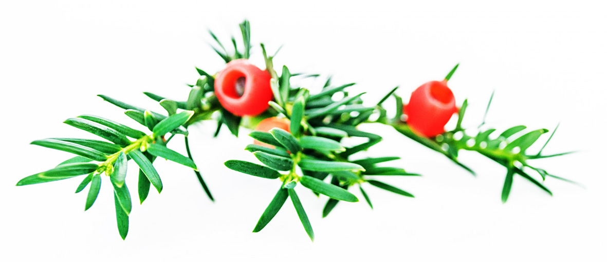 green needles branch