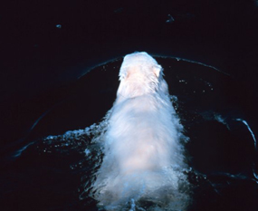 Polar bear swimming seen from above