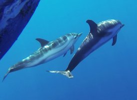 two striped dolphins