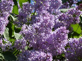 flowers clip art lilac tree spring