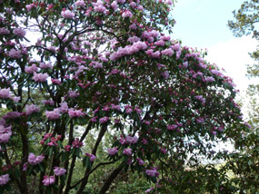 Rhododendron in bloom