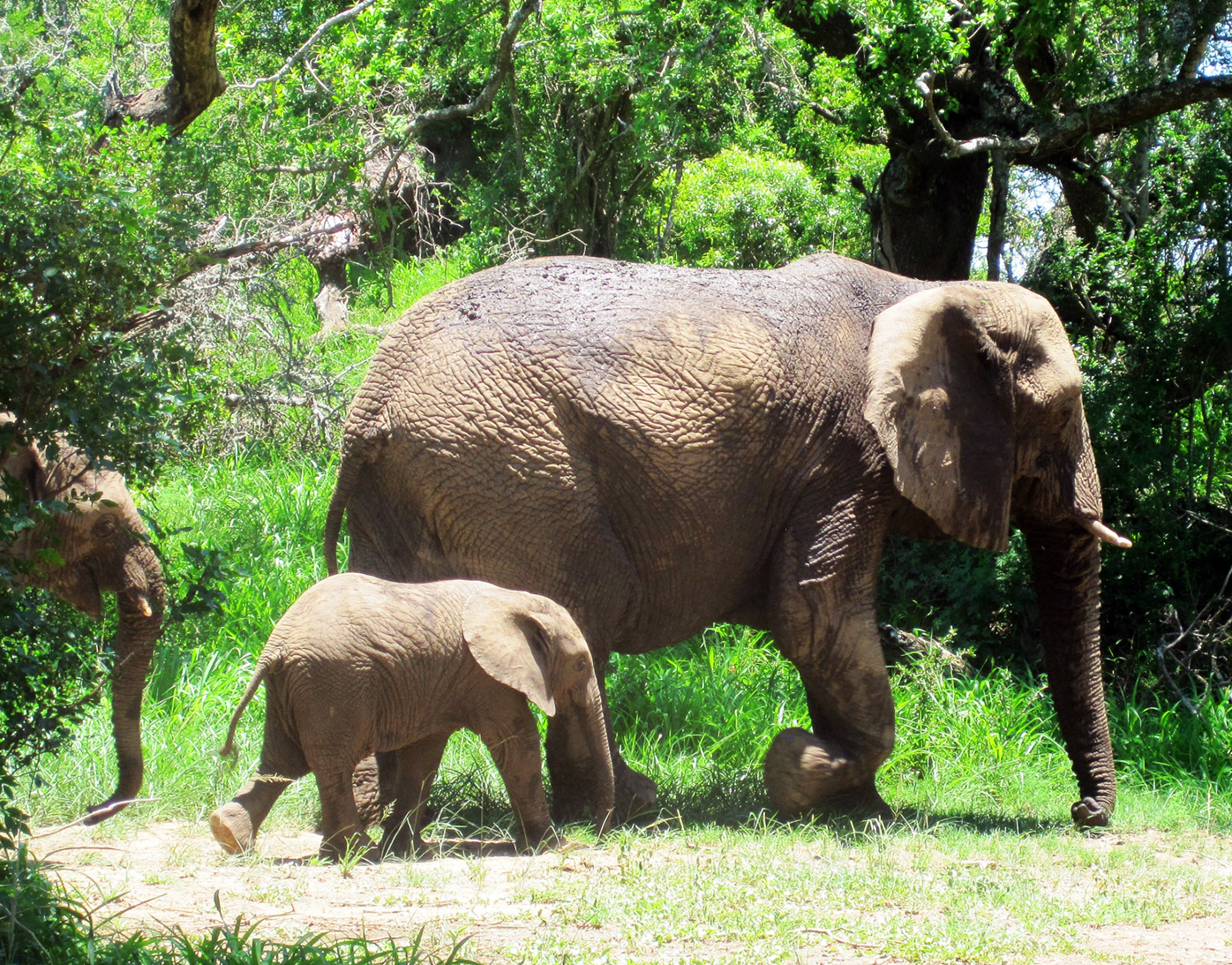 mother and baby elephant picture