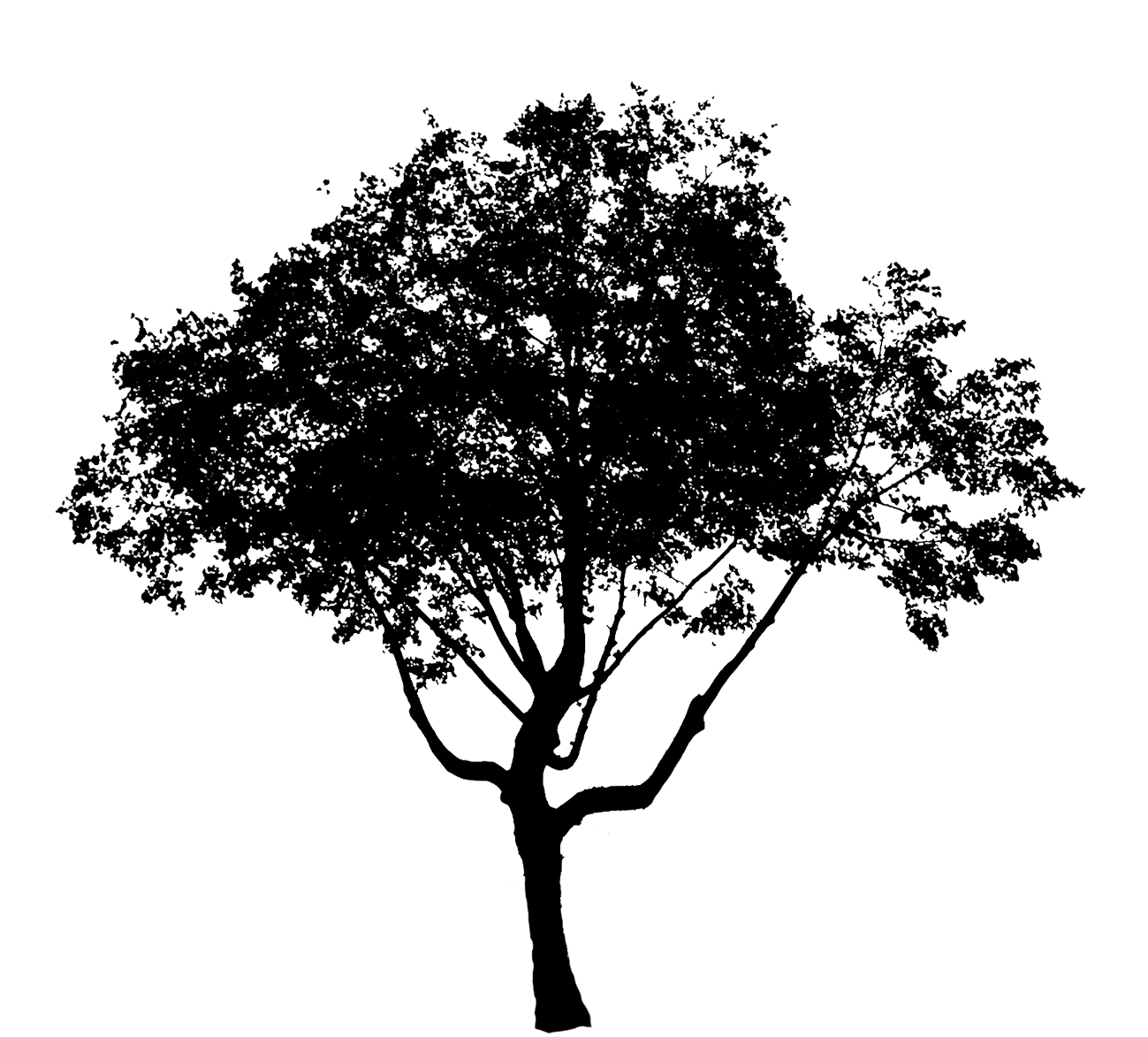 baum silhouette png