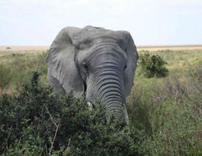 elephant pictures african elephant bush