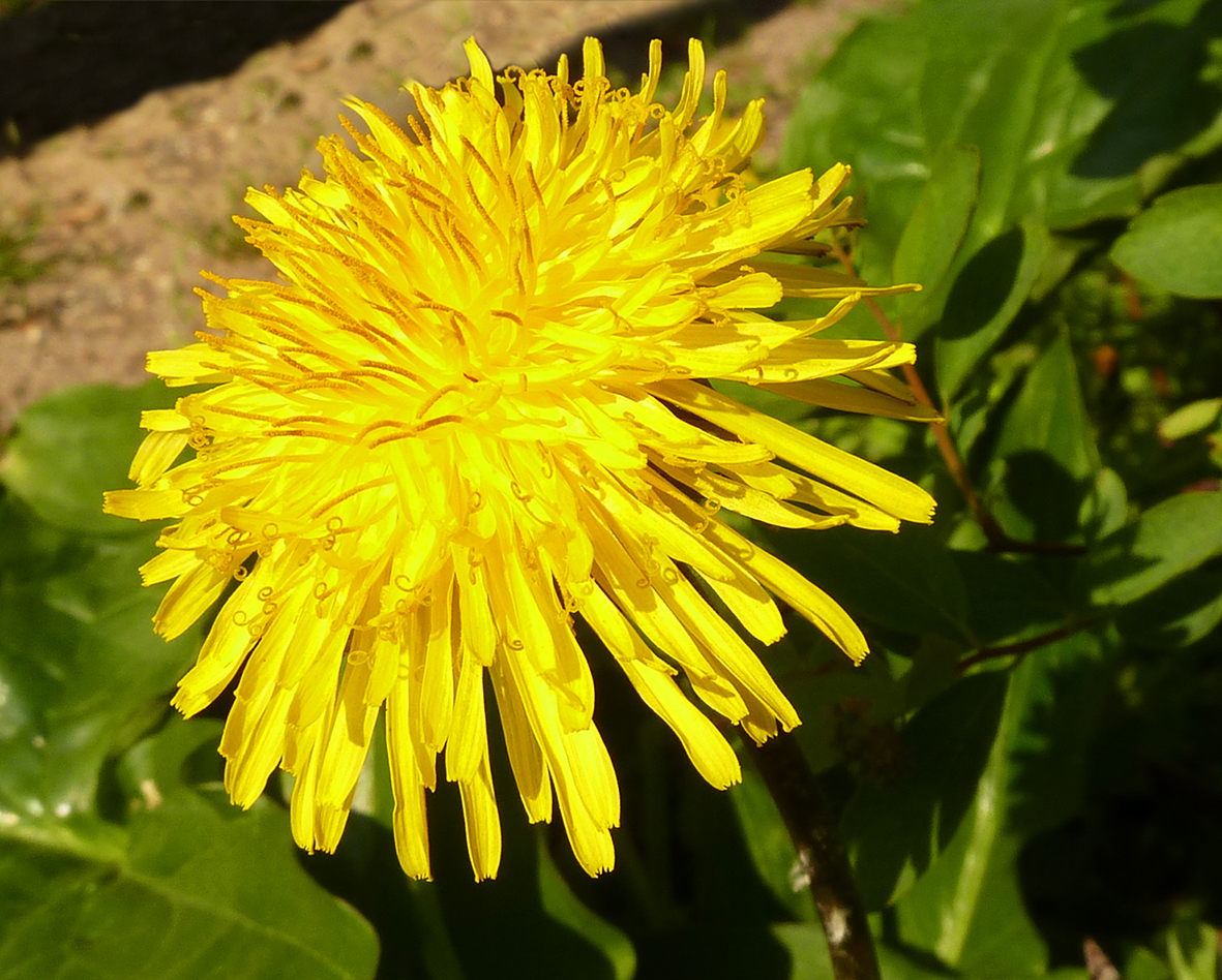 first day of spring dandelion