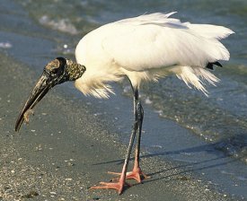 Wood stork Cabeca seca