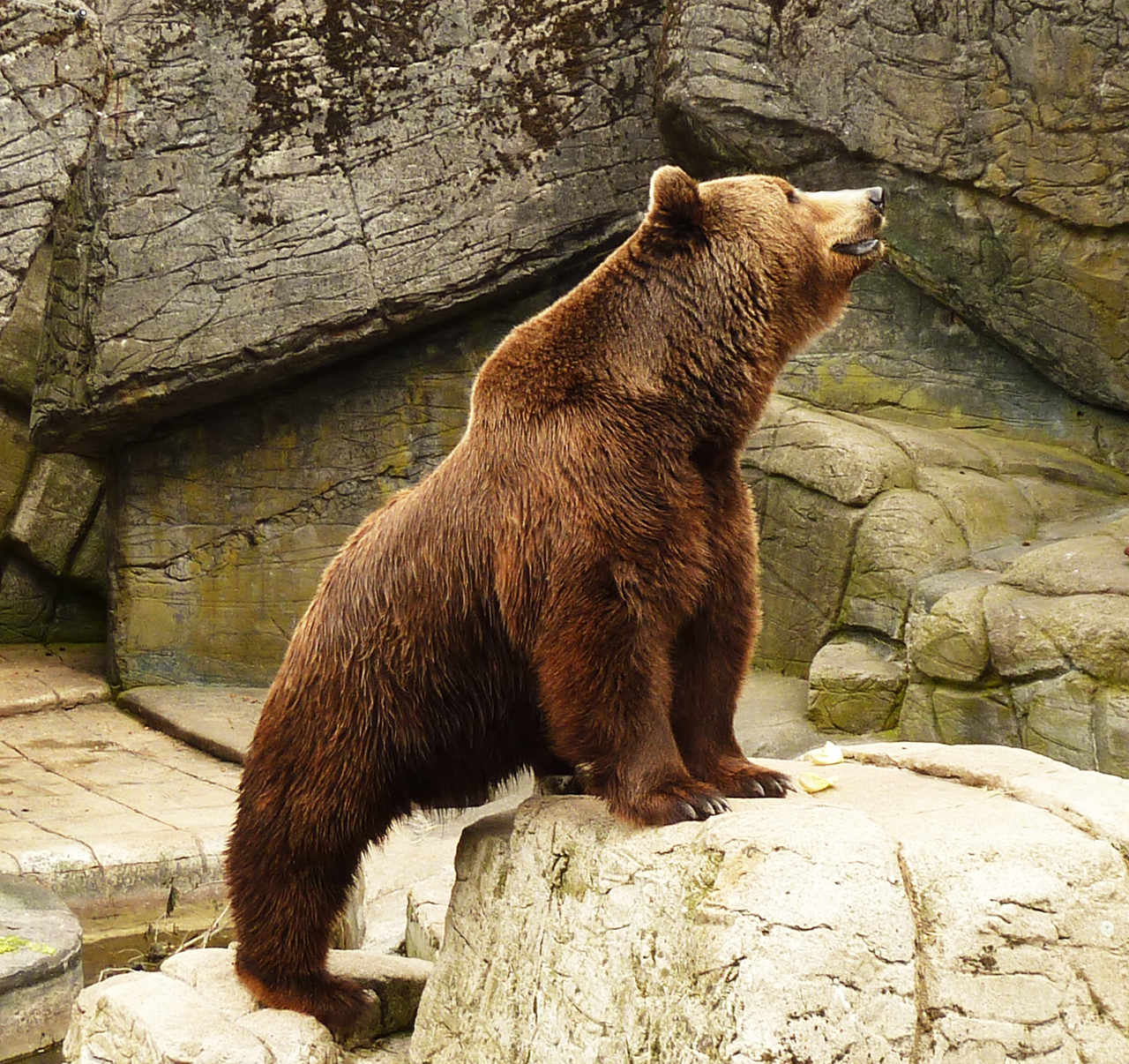 Brown bear in zoo with dinner
