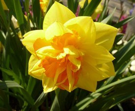 double daffodil
