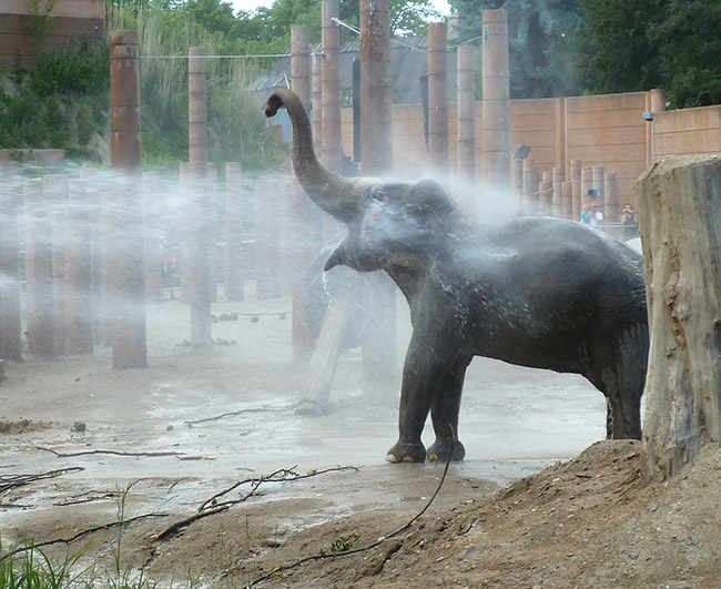 elephant having a shower