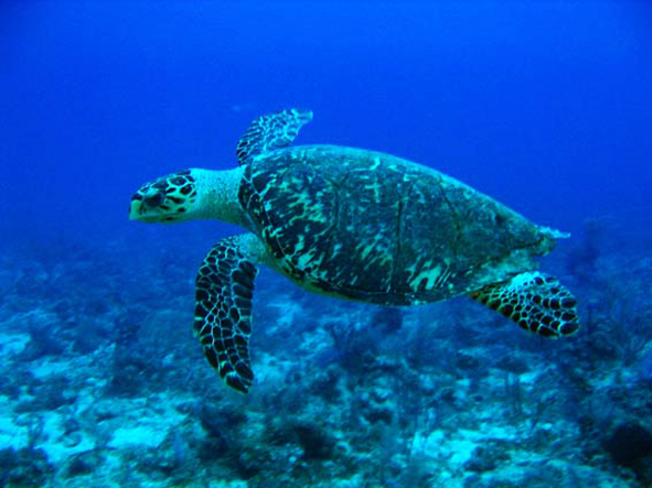 Hawksbill turtle swimming in blue water
