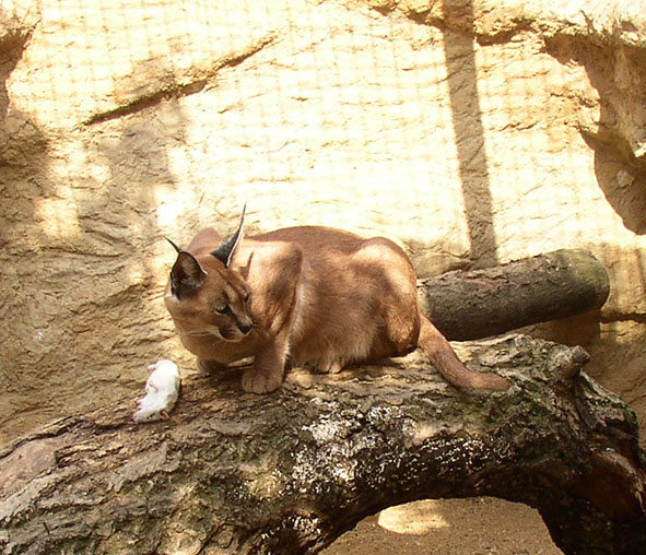 Caracal caracal eating rattus norwegius