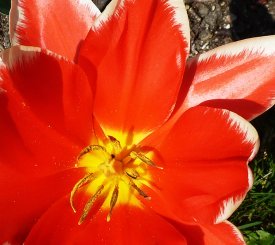 red tulip opens up first day of spring