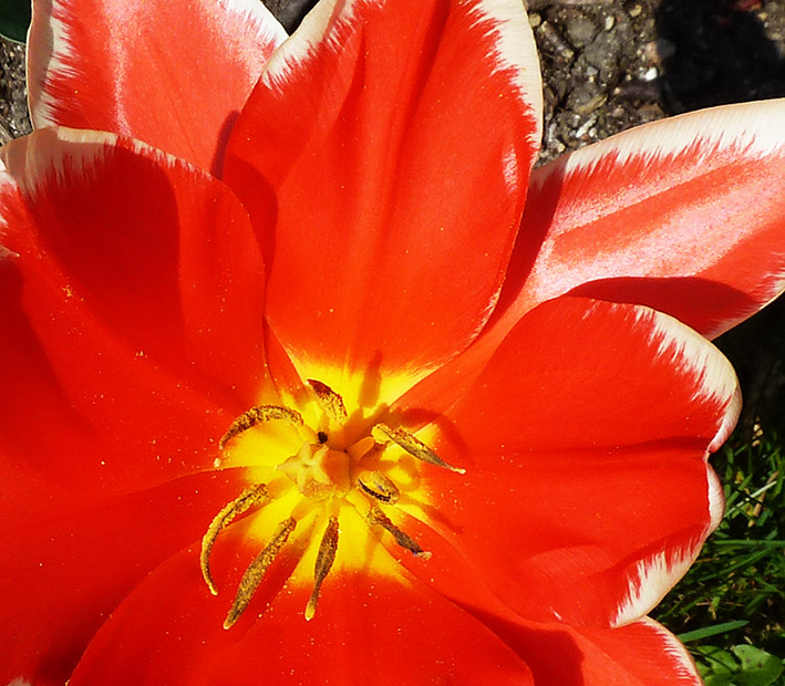 red tulip opens up first day of spring