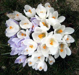 crocus blossoms