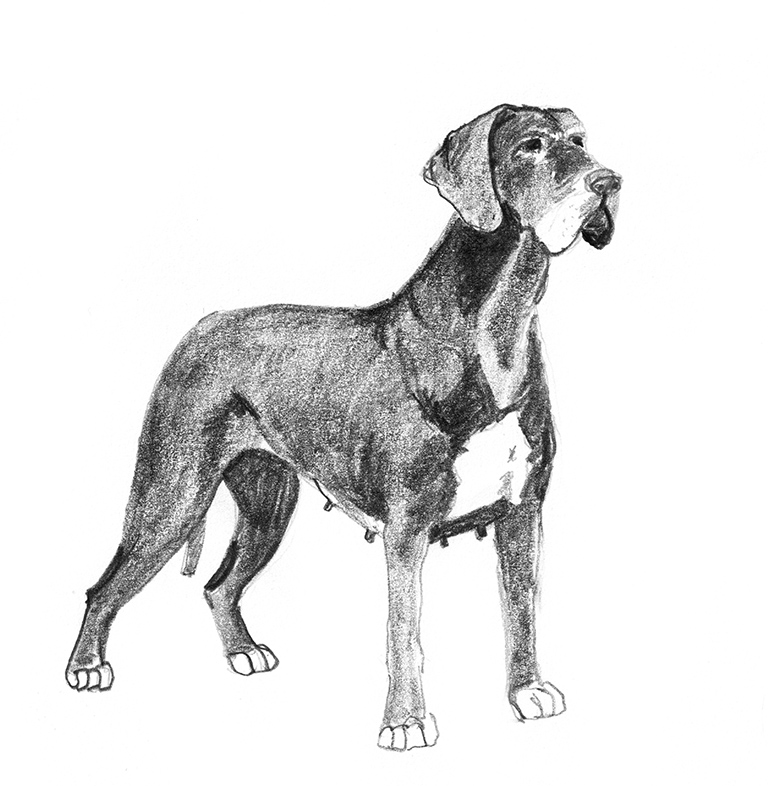 Deutche dogge sketch