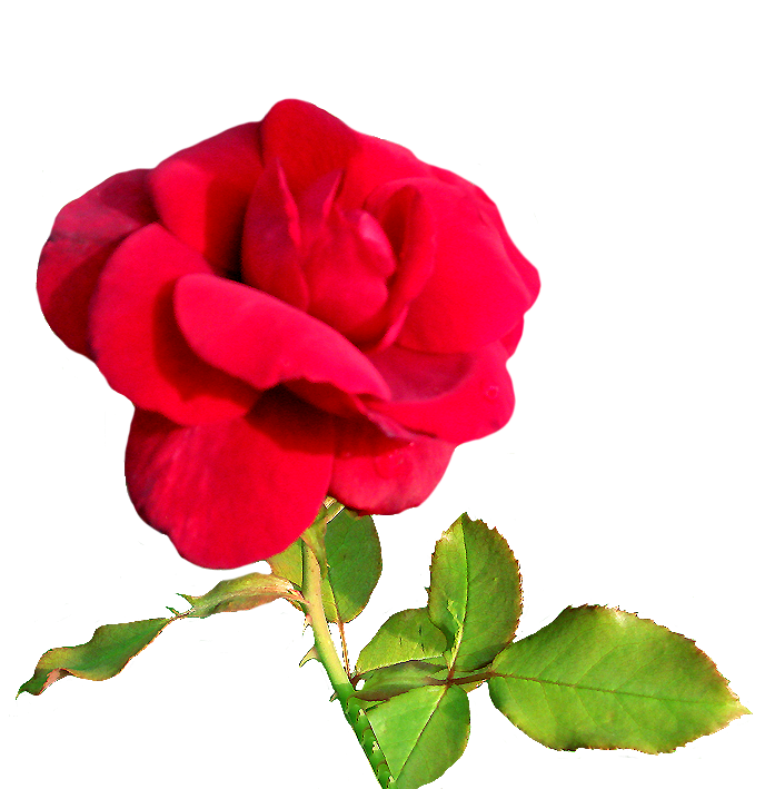 velvet rose clipart