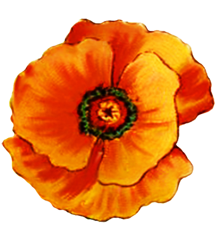 head of poppy flower