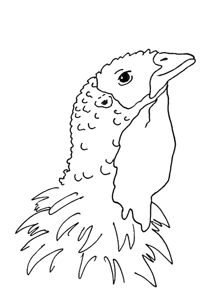 Thanksgiving coloring pages turkey bird head