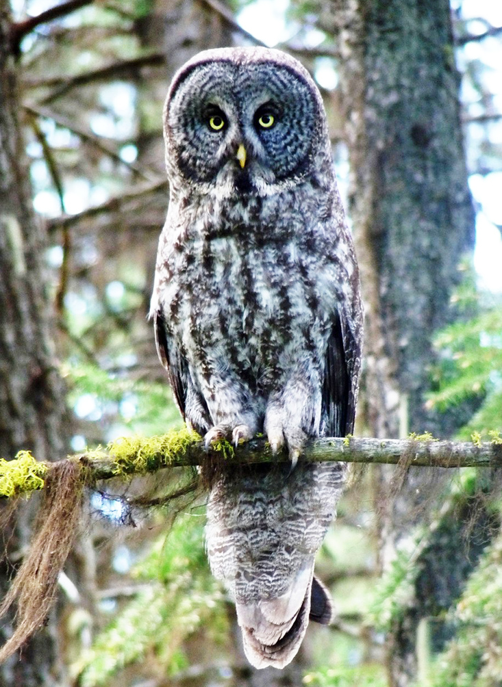 owl pictures grey owl