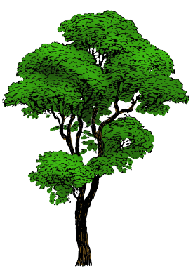 green crown tree drawing