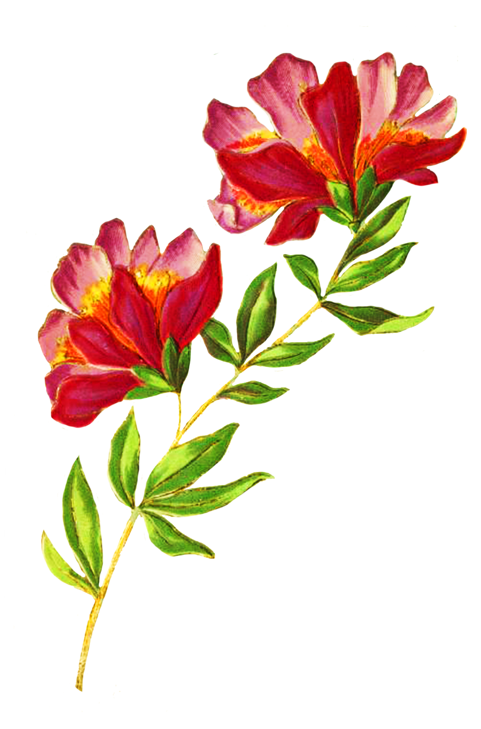 beautiful delicate flower