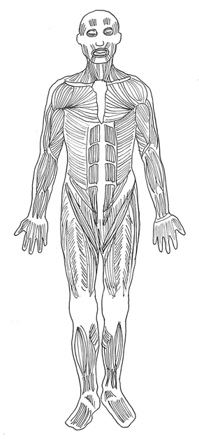 human body diagram muscles