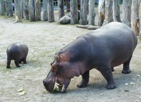 mother and baby hippo eating