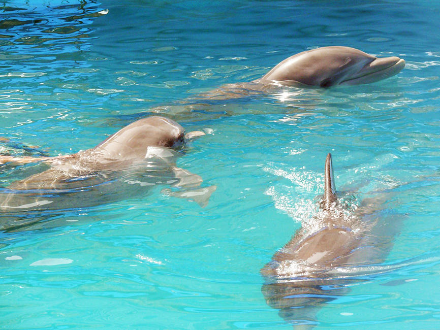 three dolphins in sea